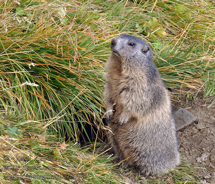 Marmota marmota