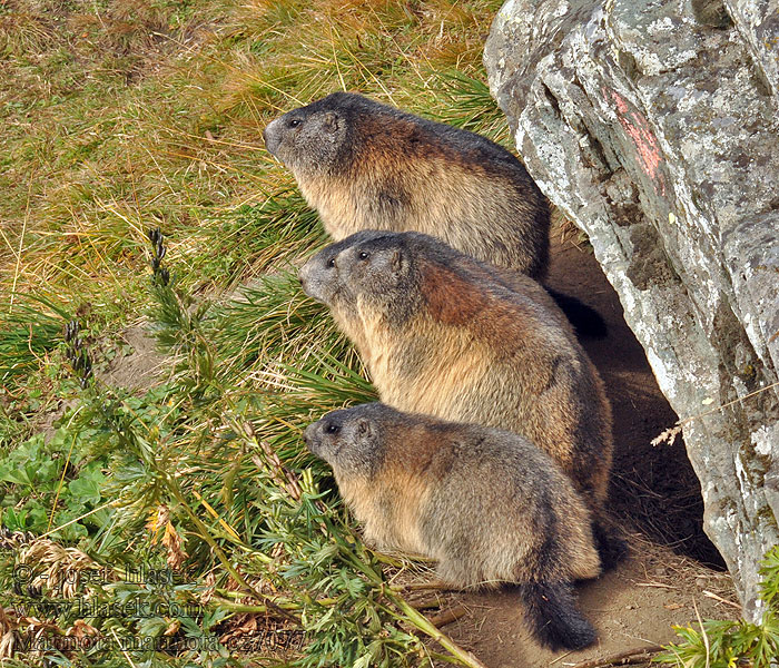 Marmota marmota