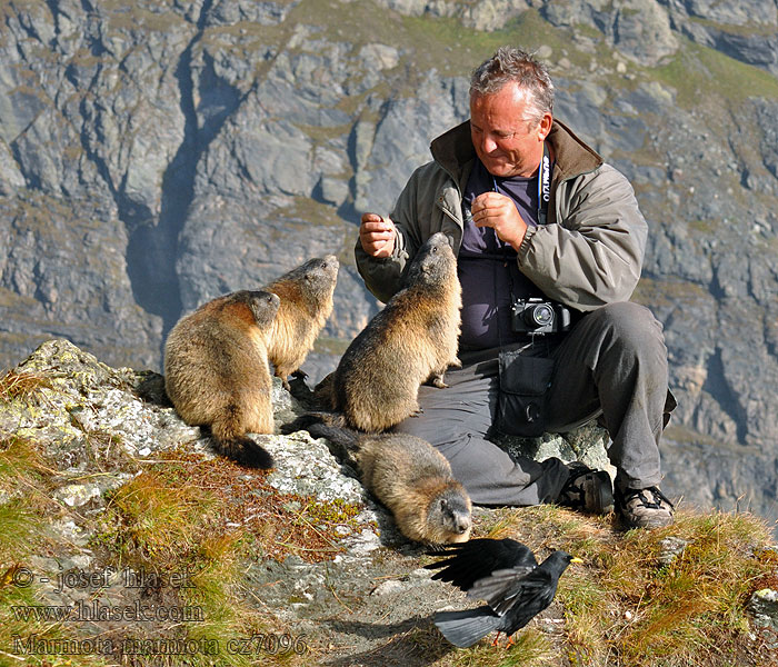 Marmota marmota