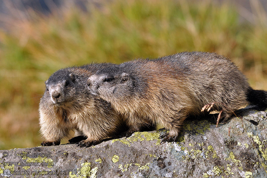 Marmota marmota