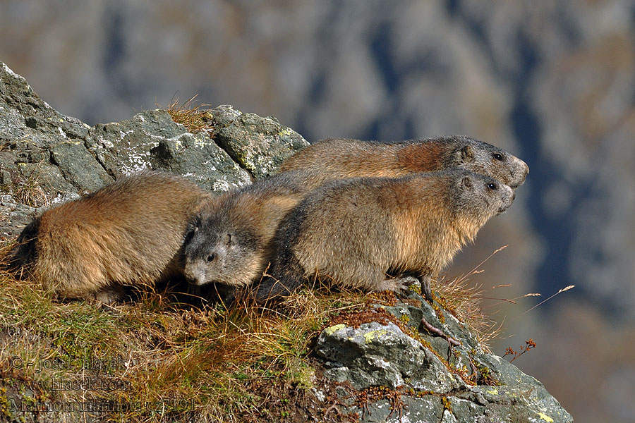 Marmota marmota