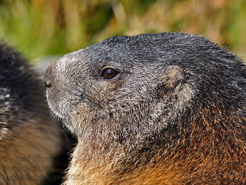 Marmota marmota