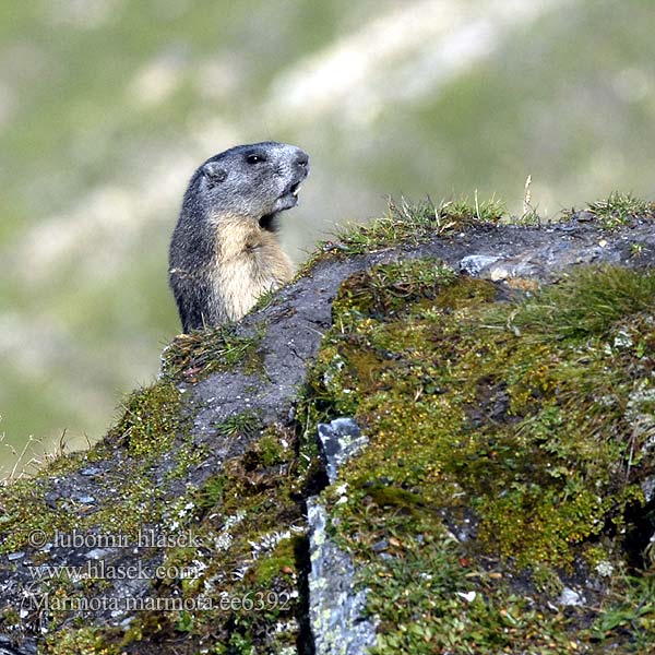 Alpenmurmeltier Marmota común Svišť horský Świstak Svišť vrchovský