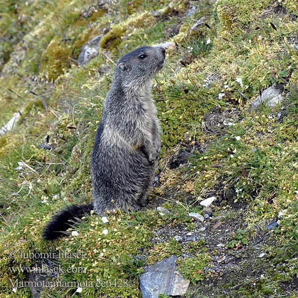 Świstak Svišť vrchovský Alpenmarmot Murmeli Havasi Mormota