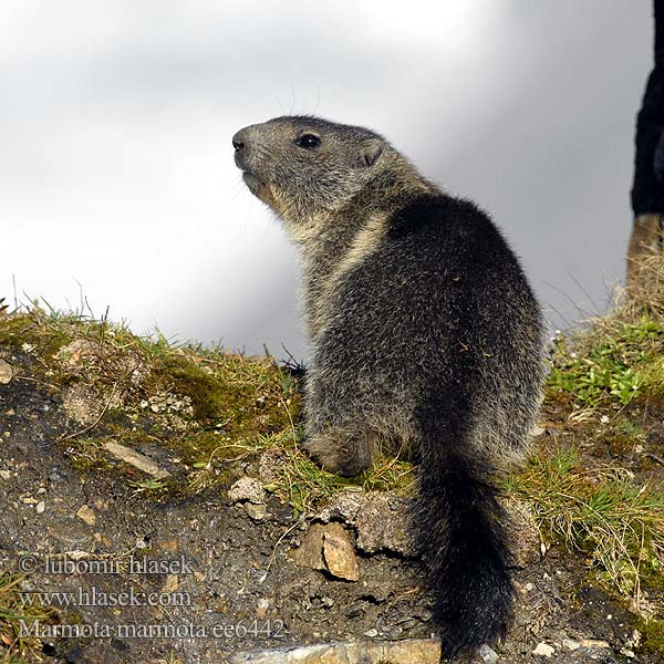 Alpenmarmot Murmeli Havasi Mormota ümiseja Murkšķis Švilpikas