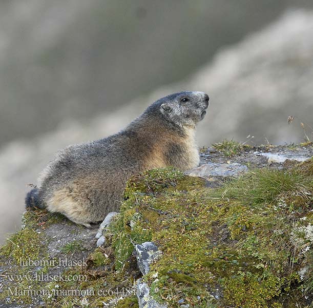 Dağ sıçanı Алпийски мармот Murmeldyr Marmotta delle Alpi Marmota alpin