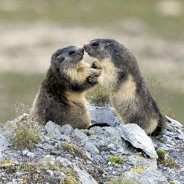 Marmota marmota alpina Marmotte Alpes アルプスマーモッ