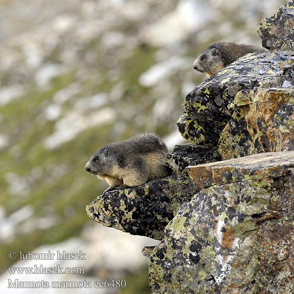 Marmota marmota ee6480