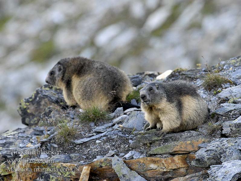 Marmota marmota alpina Европейский сурок Альпийский Cурок