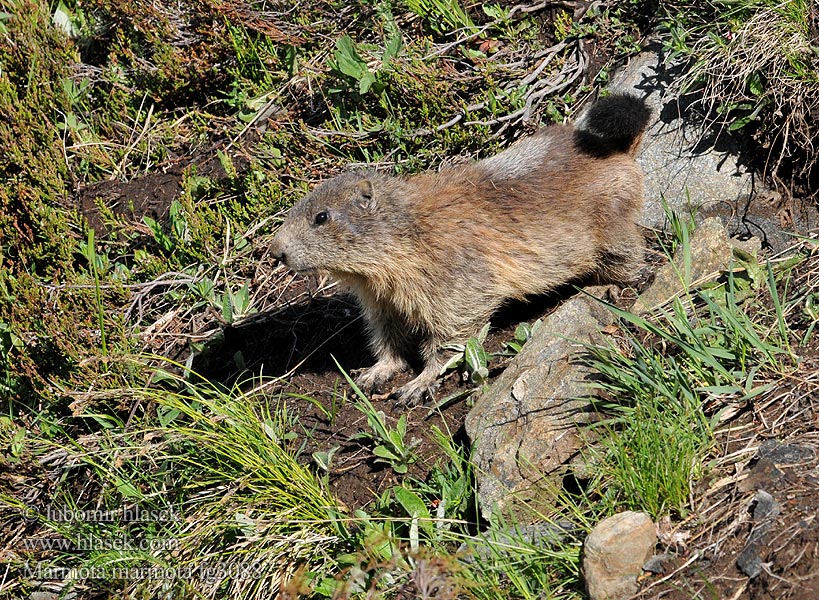 Marmota_marmota_fg3088