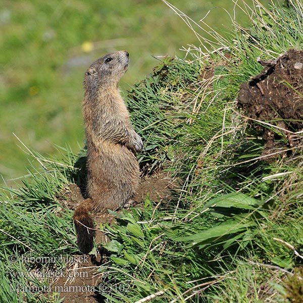 Marmota marmota alpina Svišť horský