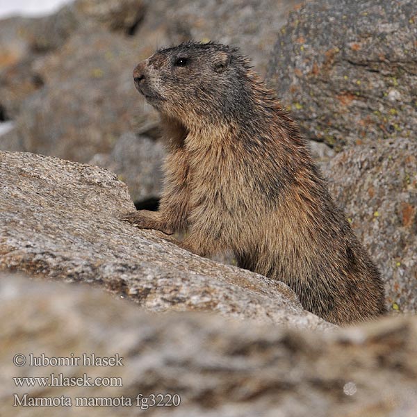 Marmota_marmota_fg3220