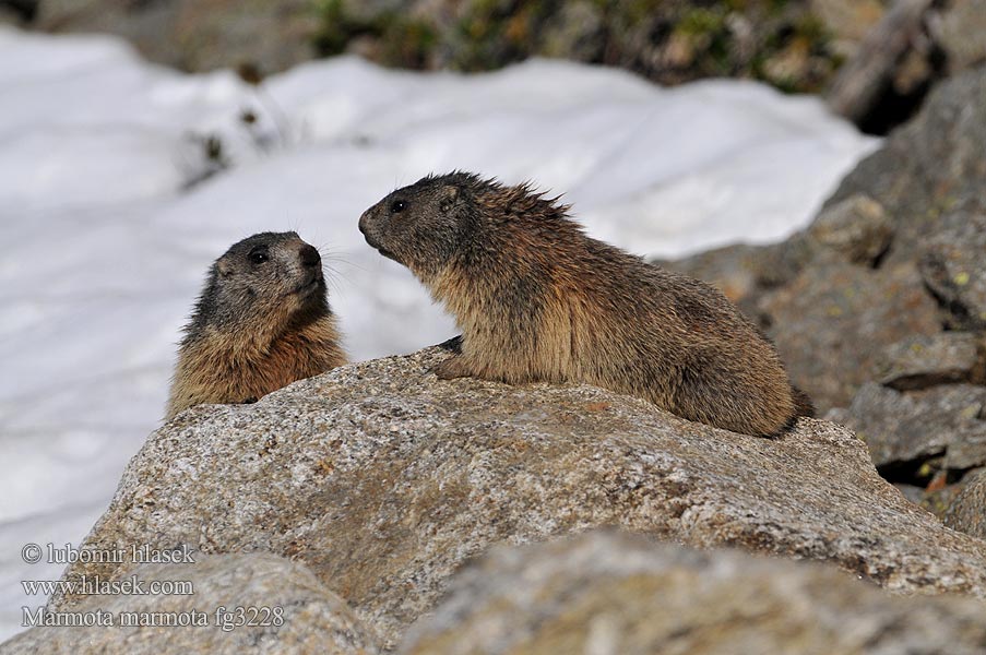 Marmota_marmota_fg3228