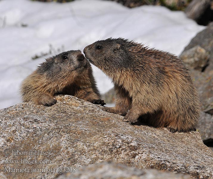 Marmota_marmota_fg3238