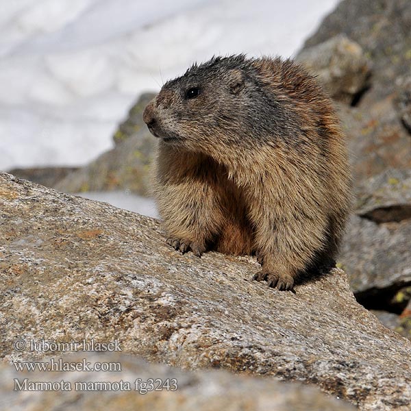 Marmota_marmota_fg3243