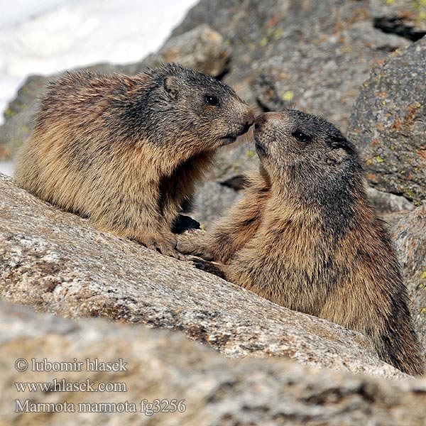 Marmota_marmota_fg3256