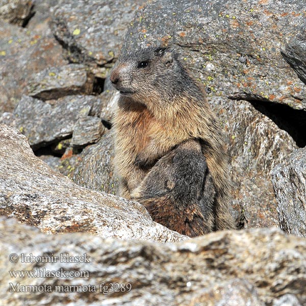 Marmota_marmota_fg3289