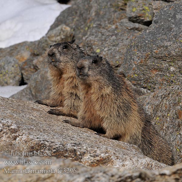 Marmota_marmota_fg3296