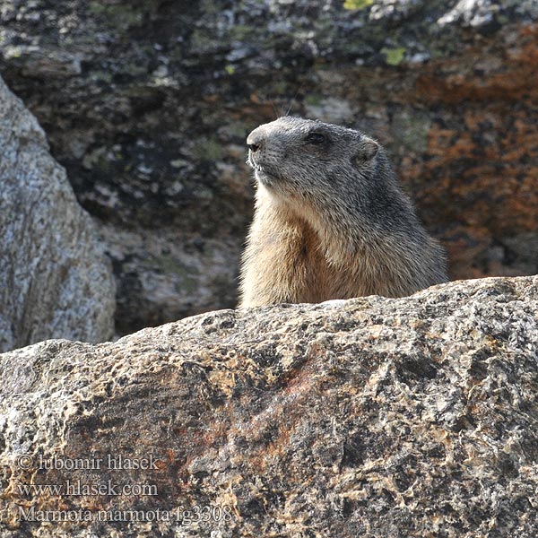 Marmota marmota alpina アルプスマーモット 알프스마못