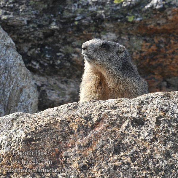 Marmota_marmota_fg3308