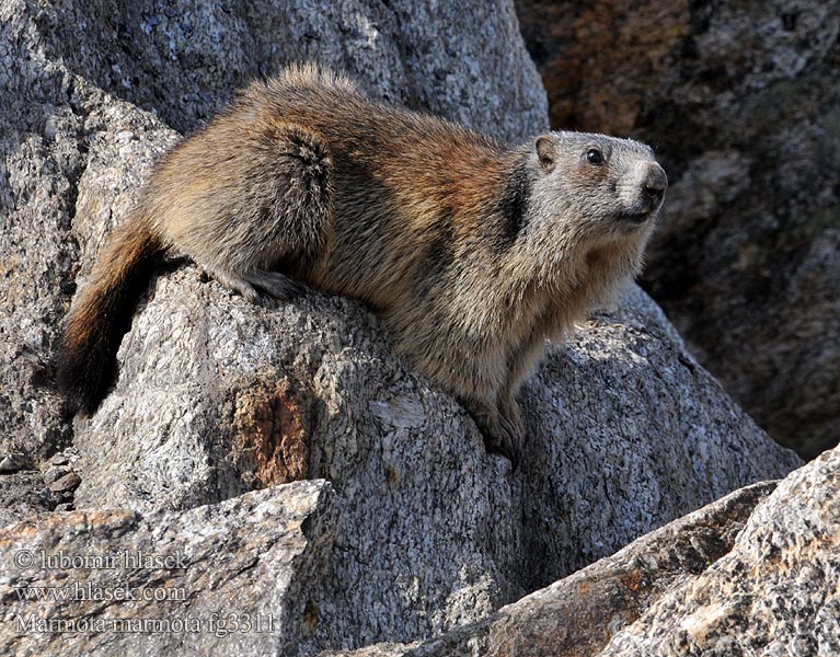 Marmota marmota alpina Европейский сурок Альпийский гірський