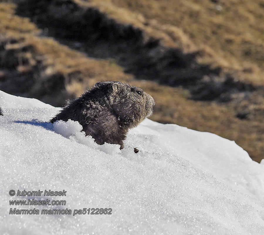 Marmota_marmota_pa5122809