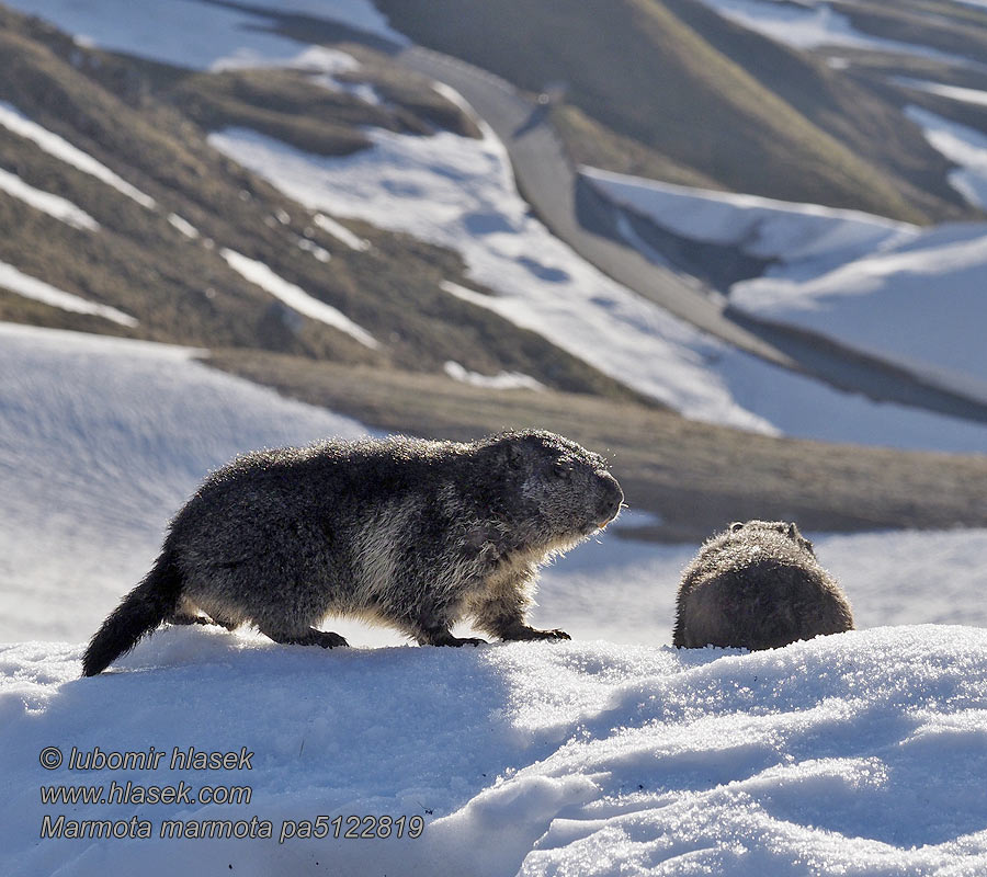 Marmota_marmota_pa5122819