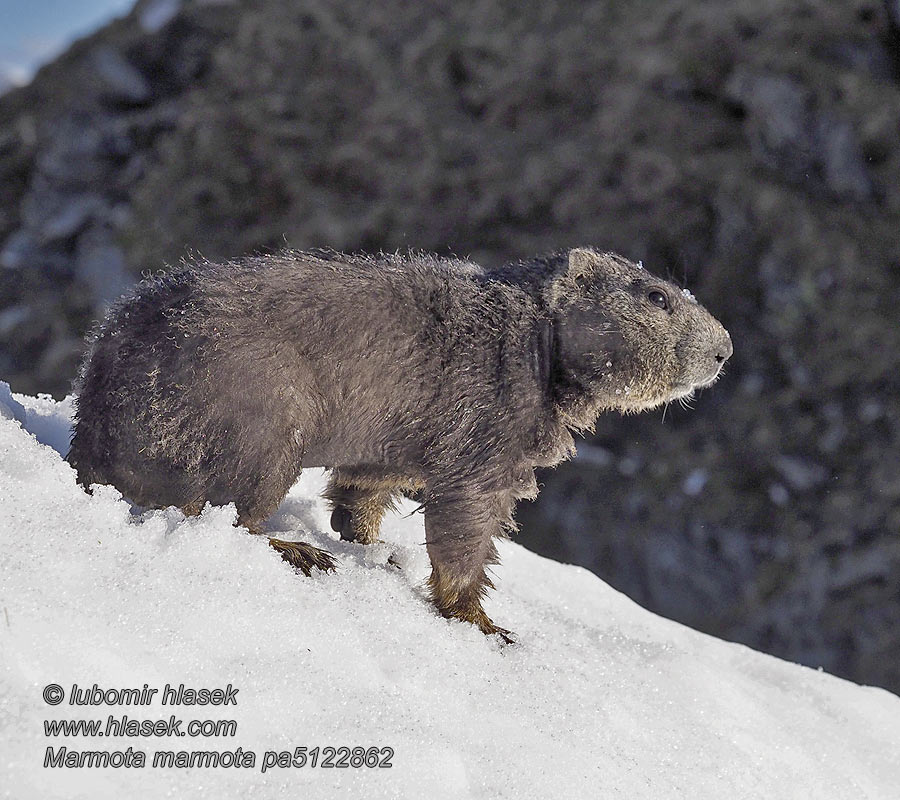 Marmota_marmota_pa5122862