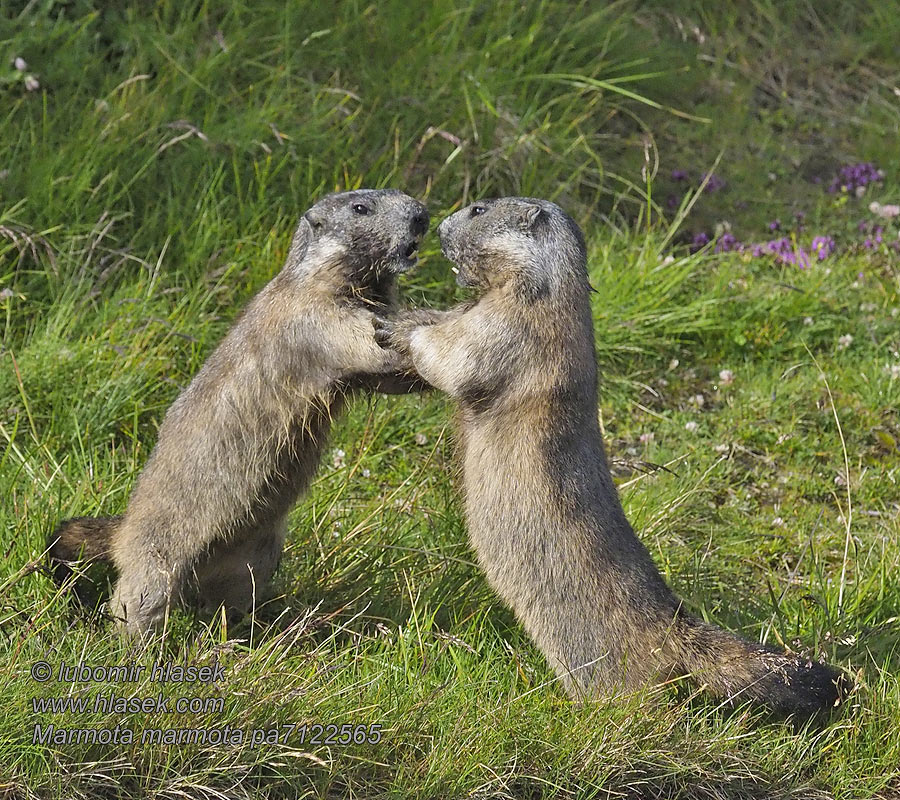 Marmota marmota