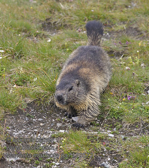 Marmota marmota