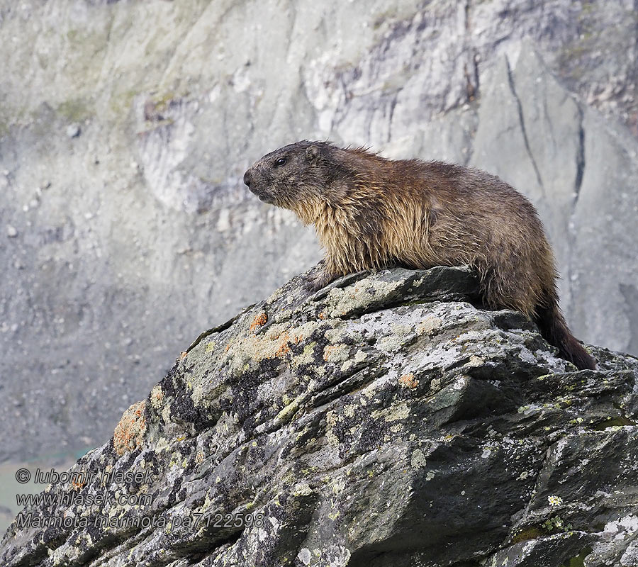 Marmota marmota