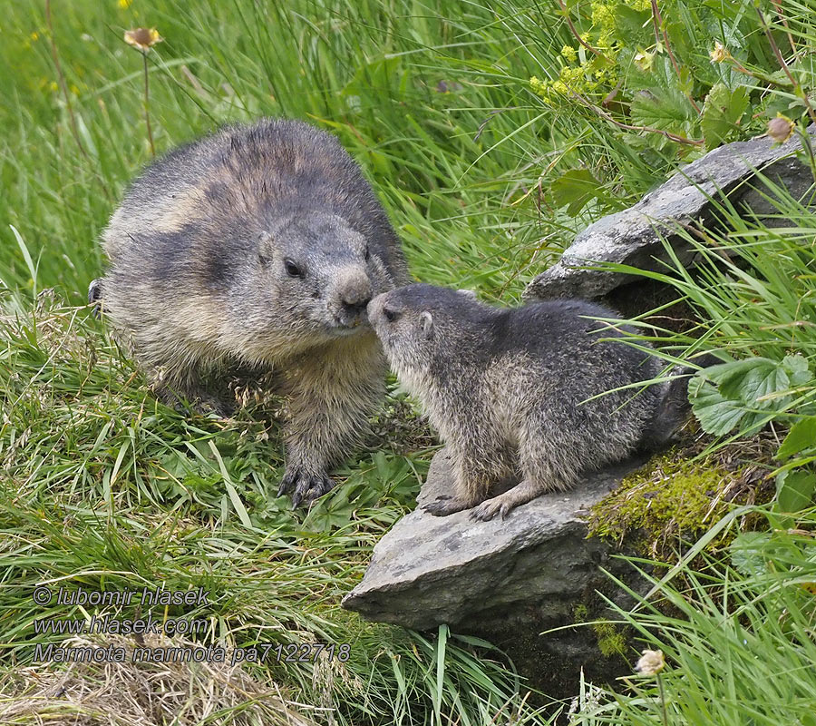 Marmota marmota