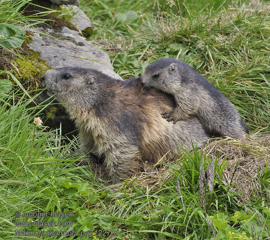 Marmota marmota