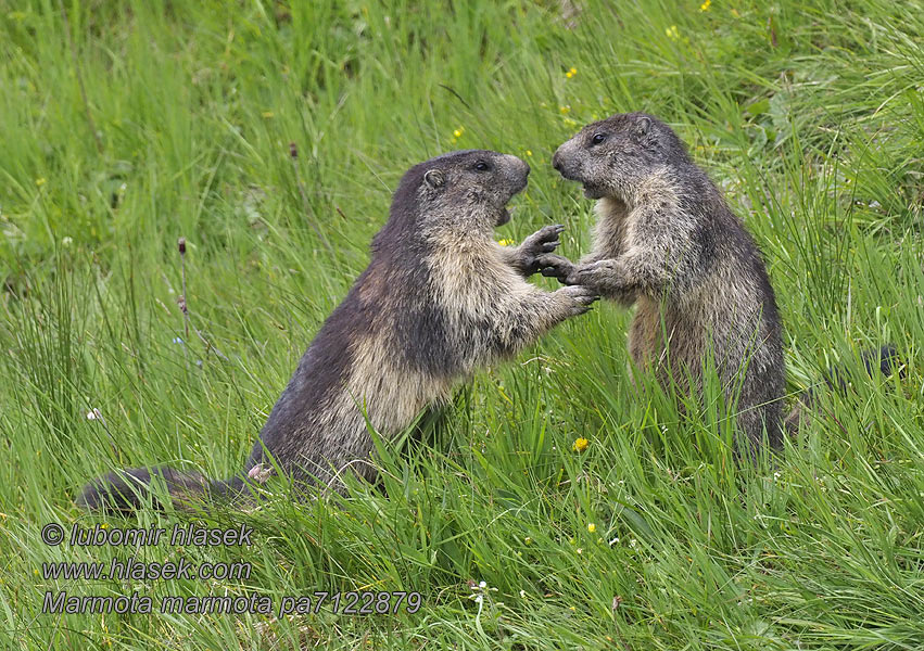 Marmota marmota