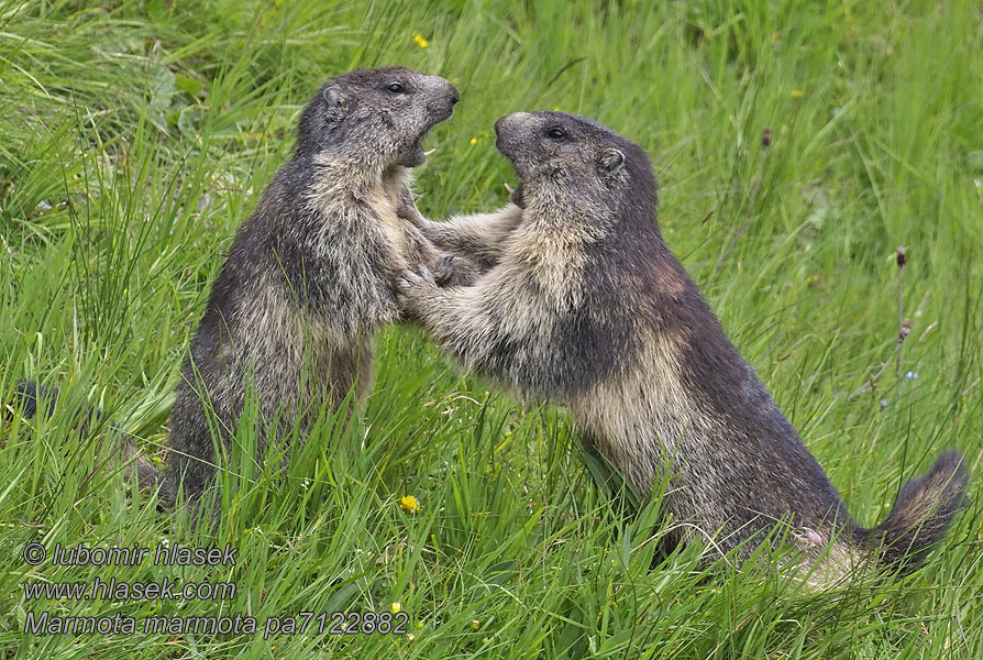 Marmota marmota