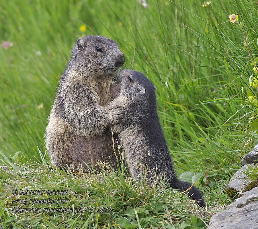 Marmota marmota