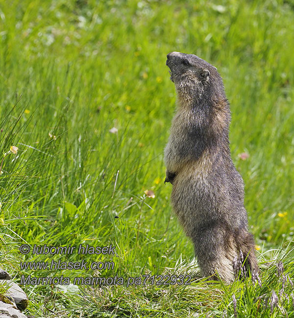 Marmota marmota