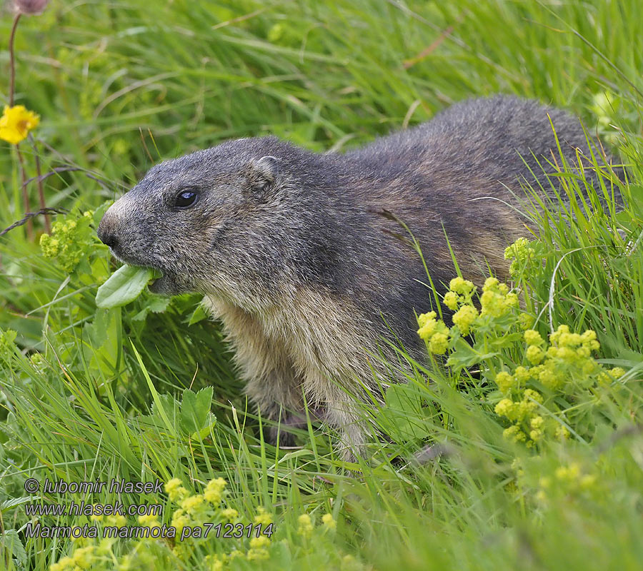 Marmota marmota