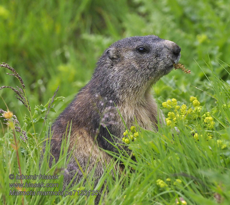 Marmota marmota