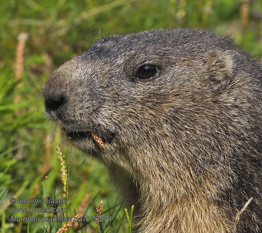 Marmota marmota