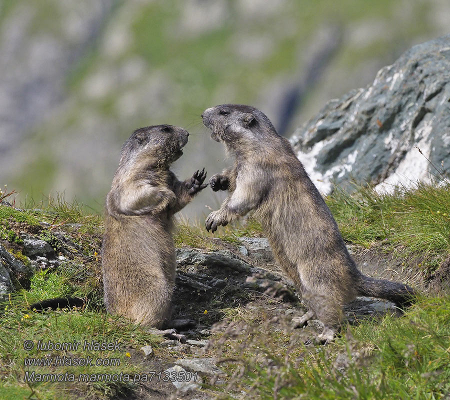 Marmota_marmota_pa7133501