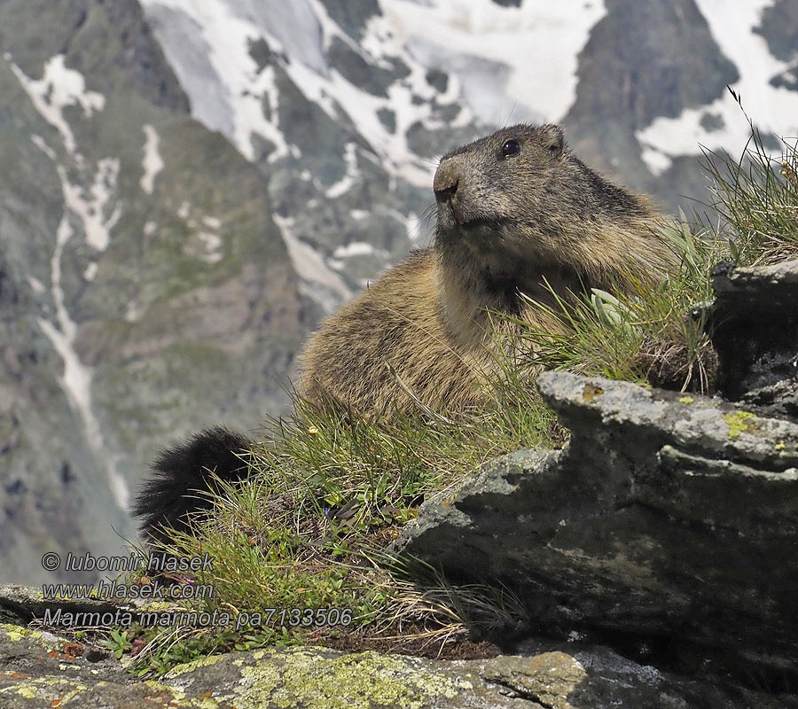 Marmota_marmota_pa7133506