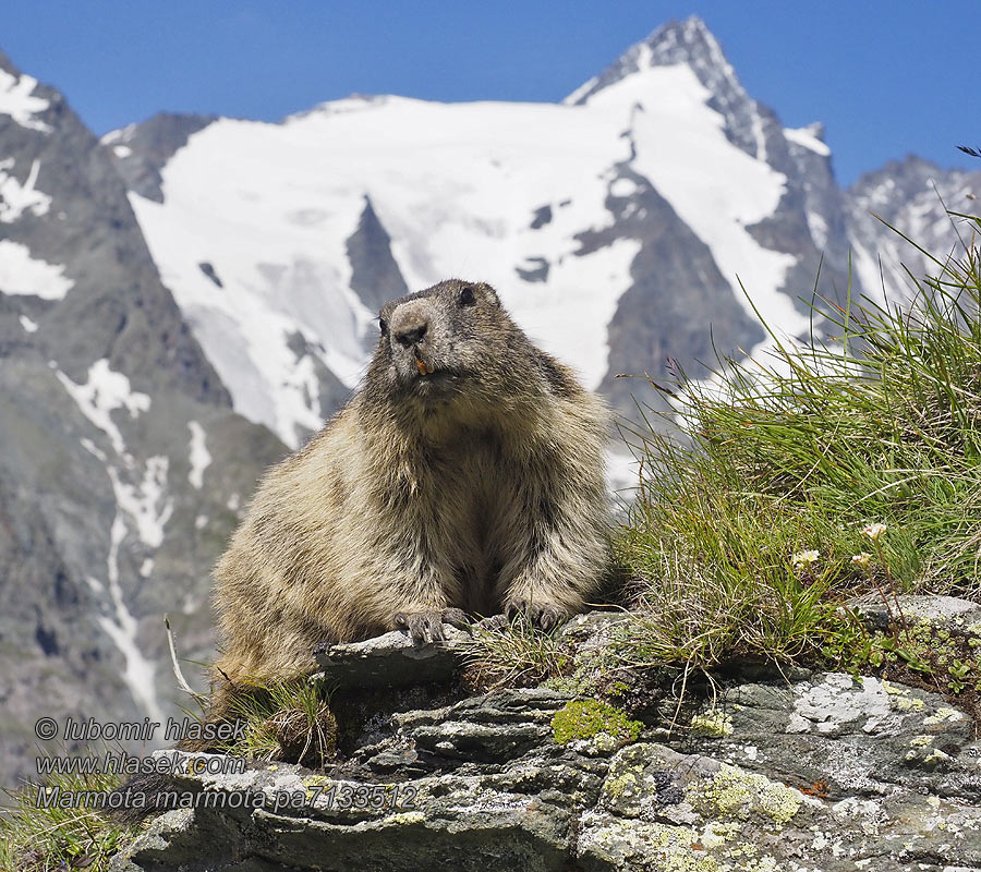 Marmota_marmota_pa7133512