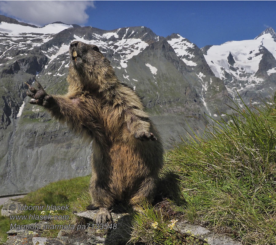 Marmota_marmota_pa7133548