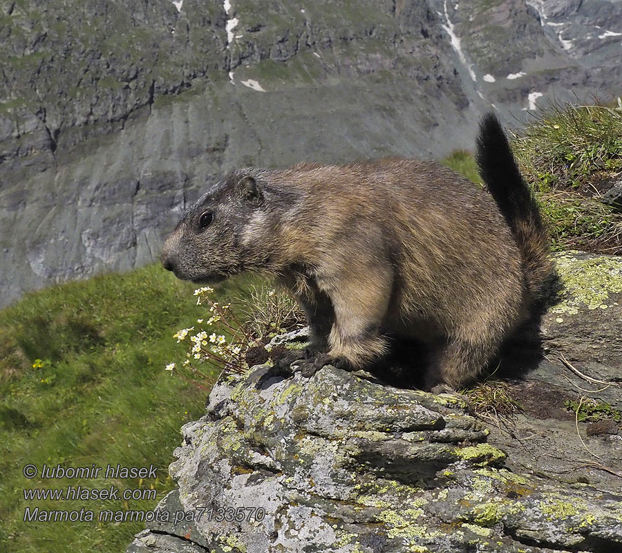 Marmota_marmota_pa7133570