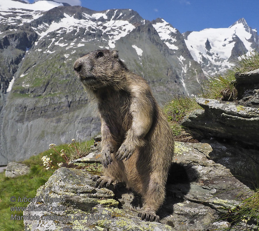 Marmota marmota