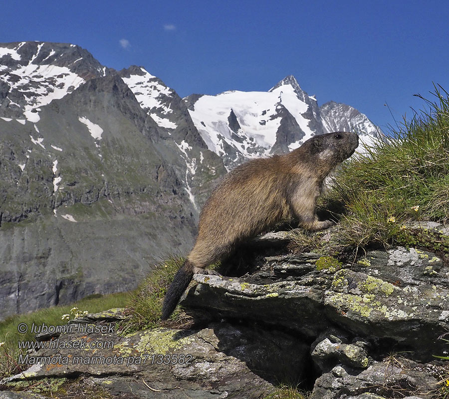 Marmota_marmota_pa7133582