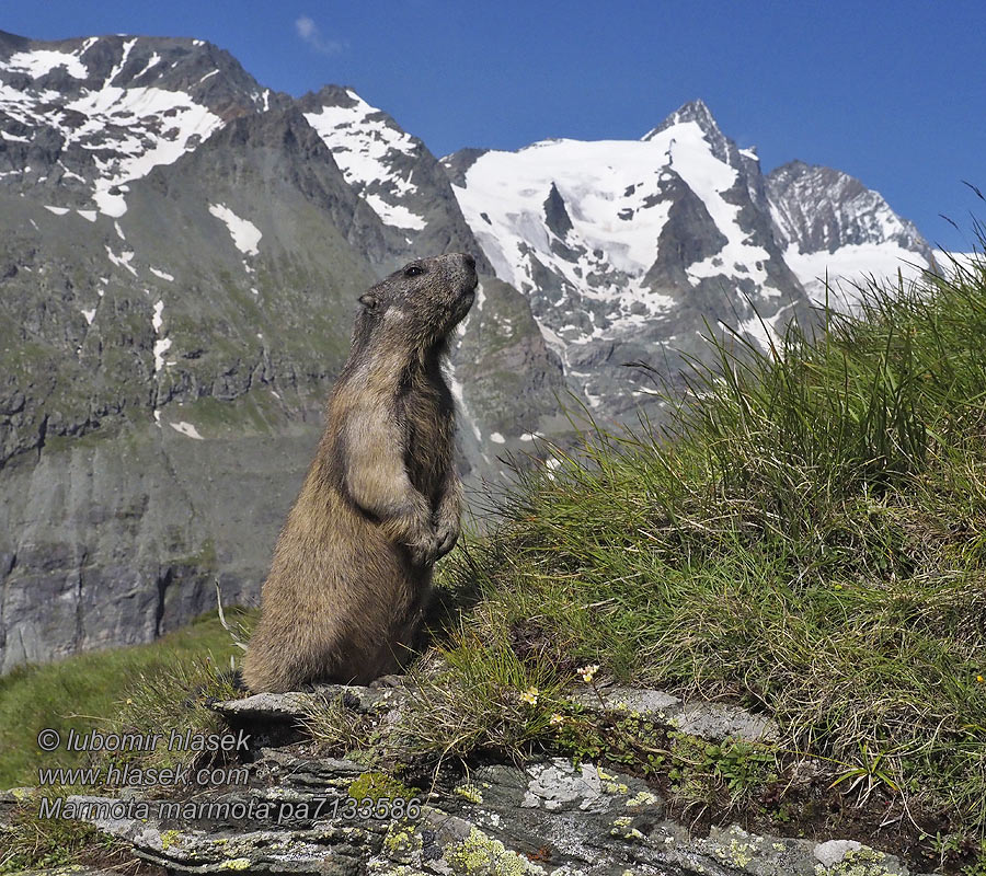 Marmota marmota