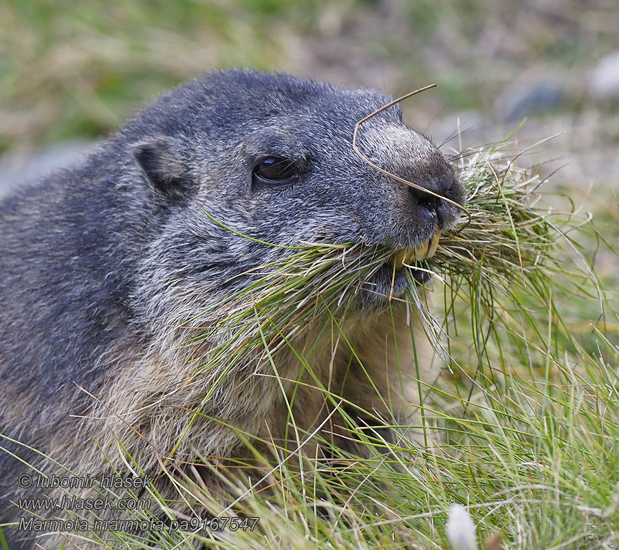 Marmota_marmota_pa9167547