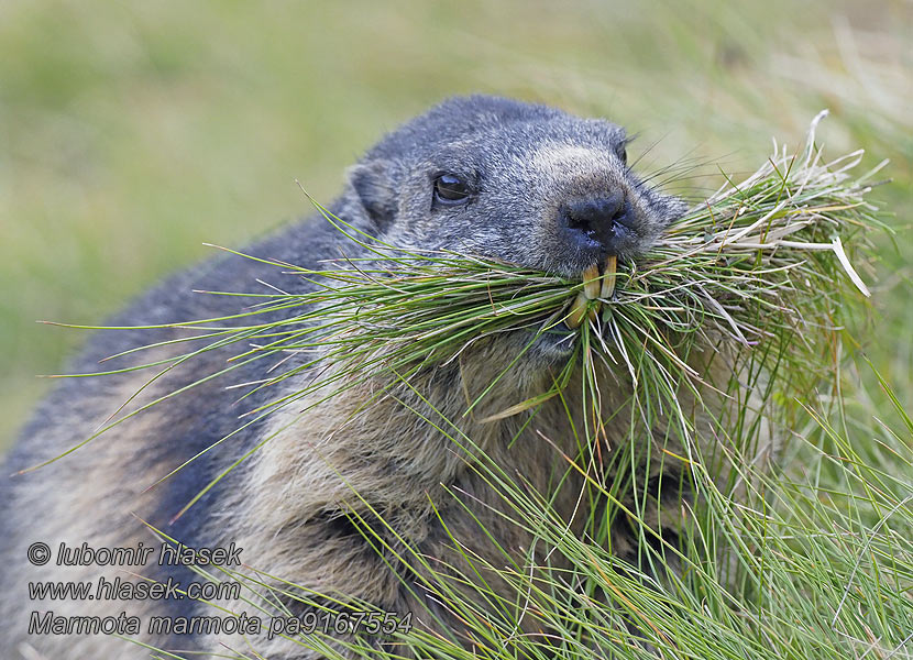 Marmota_marmota_pa9167554